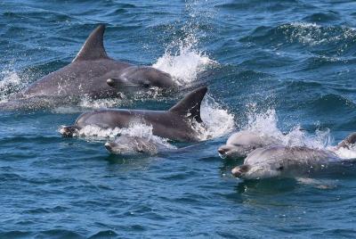 Crucero con delfines por la bahía de Jervis Crucero con delfines por la bahía de Jervis