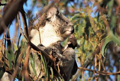 Tour a pie de koalas de 2 horas en la isla Canguro