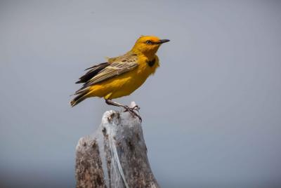 Estatua de observación de aves en el lago Argyle