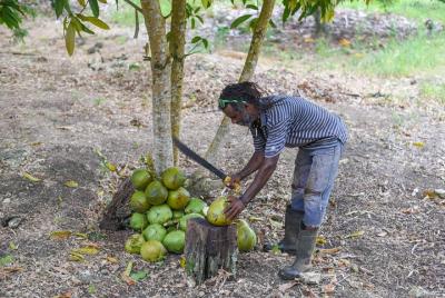Hampstead Estate: un paseo por la granja en Old Betsie