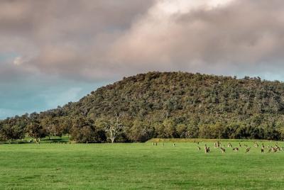 Caminata guiada de Baldwins Bluff