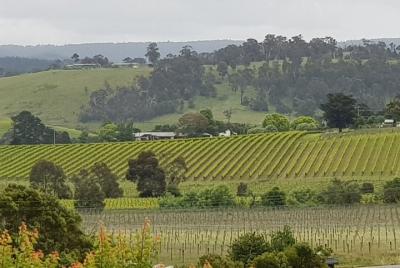 Excursión de un día a la cata de vinos de Yarra Valley desde Melb Excursión de un día a la cata de vinos de Yarra Valley desde Melb