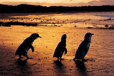 Excursión para ver el desfile de pingüinos de la isla de Phillip, Excursión para ver el desfile de pingüinos de la isla de Phillip,