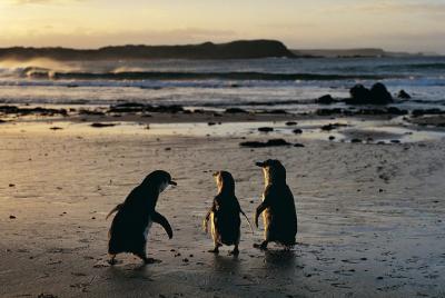 Excursión de un día a Phillip Island con desfile de pingüinos y e