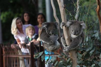 Tour de vida salvaje australiana en el zoológico de Melbourne Tic