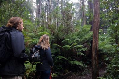 Tour a pie de 3 horas por la selva tropical en Badger Creek Tour a pie de 3 horas por la selva tropical en Badger Creek