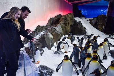 Entrada para visitar los pingüinos en el SEA LIFE Melbourne Aquar