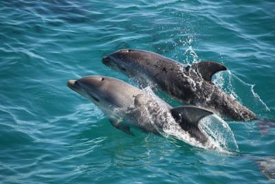 Crucero turístico de 3 horas con delfines y focas, península de M