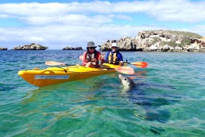 Experiencia en kayak de mar en las islas de pingüinos y focas