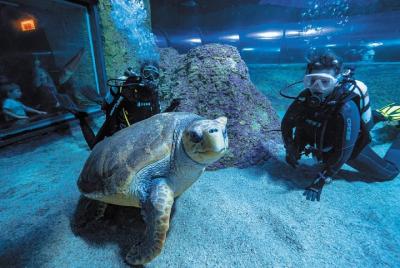 Bucea con tiburones en AQWA