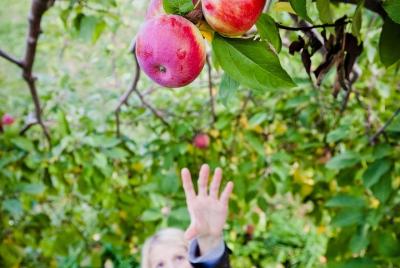Perth Hills - Vida salvaje, arte y gastronomía