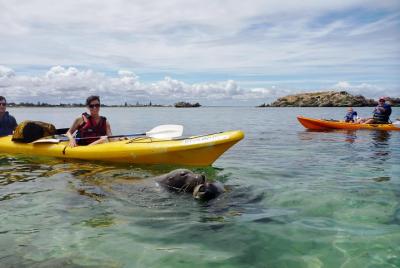 Isla Seal y Penguin Island o Point Peron Sea Kayak Tour