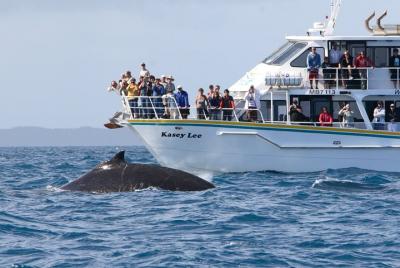 Tour de avistamiento de ballenas en Phillip Island