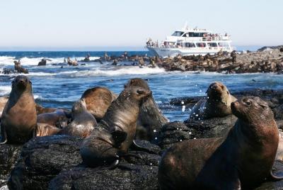Crucero de observación de focas en Phillip Island