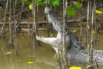 Crucero de vida silvestre de 1 hora por el río Daintree