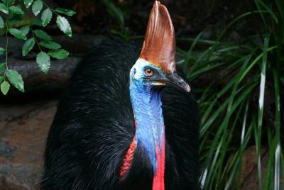 Hábitat de vida silvestre Port Douglas