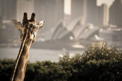 Sydney Harbour Hop On Hop Off Cruise con entrada al zoológico de  Sydney Harbour Hop On Hop Off Cruise con entrada al zoológico de