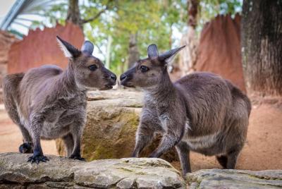 Sydney Attractions Pass: Acuario SEA LIFE, Tower Eye de Sídney, z