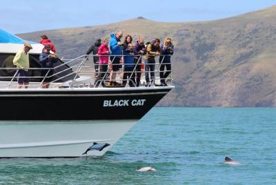 Excursión por la costa de Akaroa: Crucero natural por el puerto d