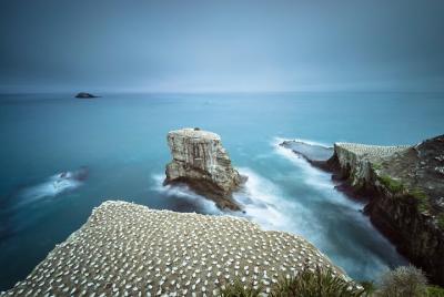Muriwai Scenic Gannet & Wine Experience