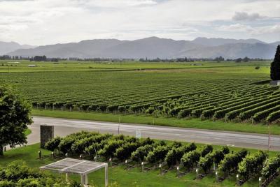 Tour de vino guiado de día completo (no apto para pasajeros de cr