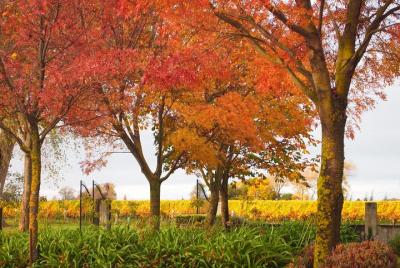 Tour de vino de invierno y delicias privadas escénicas de Blenhei