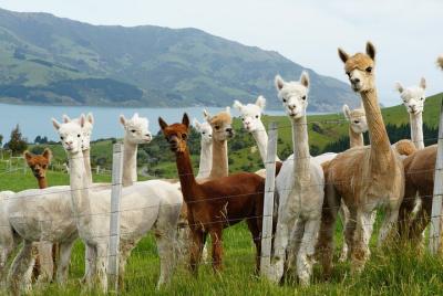 Akaroa Eco-Safari con visita a una granja de alpacas y degustació Akaroa Eco-Safari con visita a una granja de alpacas y degustació
