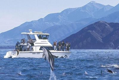 Nadar con delfines en Kaikoura desde Christchurch Nadar con delfines en Kaikoura desde Christchurch