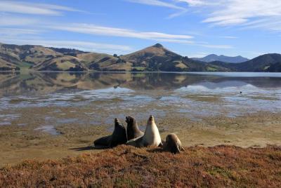 Excursión a la ciudad, naturaleza y paisaje de Dunedin