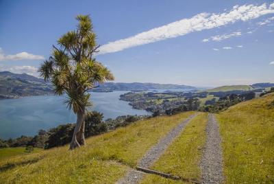 Tour en grupo pequeño por la ciudad de Dunedin Tour en grupo pequeño por la ciudad de Dunedin