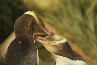 Dunedin y la vida silvestre de la Península de Otago Dunedin y la vida silvestre de la Península de Otago