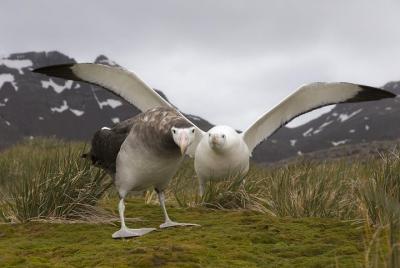 Escaparate privado de Dunedin destaca Nz
