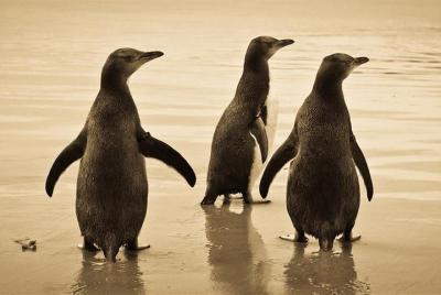 Excursión en grupo pequeño a la ciudad de Dunedin y a la penínsul Excursión en grupo pequeño a la ciudad de Dunedin y a la penínsul
