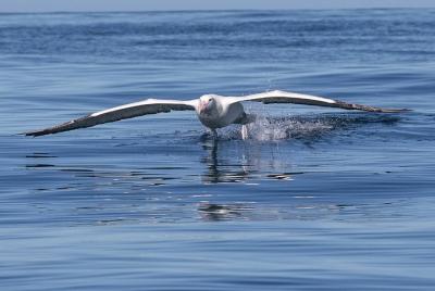 Albatros, vida silvestre y crucero por el puerto. Albatros, vida silvestre y crucero por el puerto.