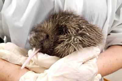 Evite las colas: entrada al Centro de Vida Silvestre Franz Josef 