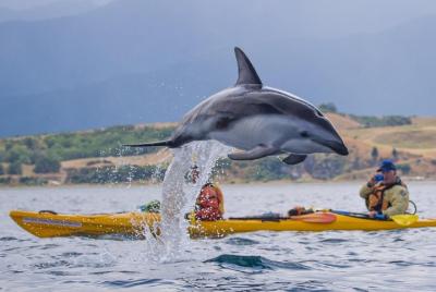 Tour de kayak en el mar de vida salvaje - Kaikoura Tour de kayak en el mar de vida salvaje - Kaikoura