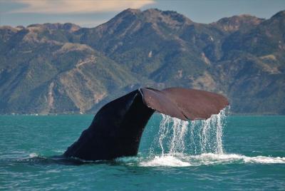 Avistamiento de ballenas en Kaikoura en barco Avistamiento de ballenas en Kaikoura en barco