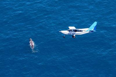 Vuelo de avistamiento de ballenas en Kaikoura Vuelo de avistamiento de ballenas en Kaikoura