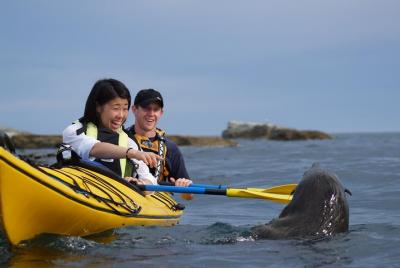 Tour privado de kayak de vida salvaje: Kaikoura Tour privado de kayak de vida salvaje: Kaikoura