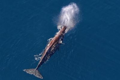 Kaikoura Helicopters Classic Whale Watch Kaikoura Helicopters Classic Whale Watch