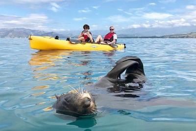 Aventura en kayak en Kaikoura