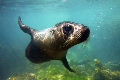 Tour de natación de focas desde Kaikoura