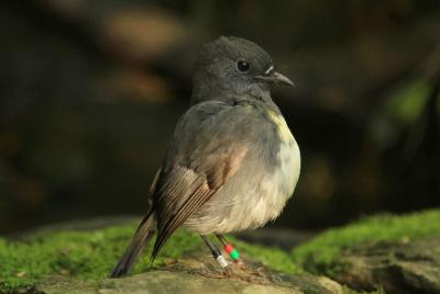 Early Bird Eco Cruise