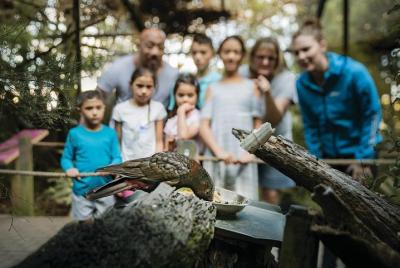 Boleto Rainbow Springs - Pase Lite