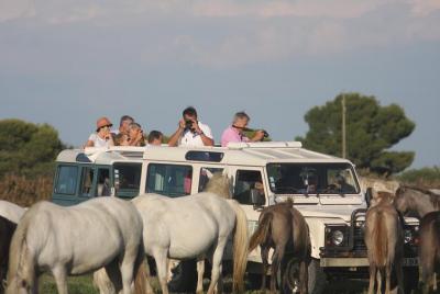 Una experiencia única en la Camarga salvaje y auténtica, un safari en 4x4 Una experiencia única en la Camarga salvaje y auténtica, un safari en 4x4