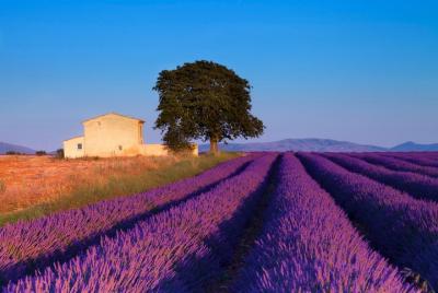 Excursión por los campos de lavanda de la Provenza desde Aix-en-P