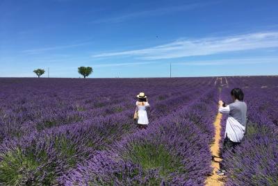 Tour de campos de lavanda de 4 horas en Valensole desde Aix-en-Pr