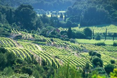 Tour de medio día en Bandol y Cassis desde Aix en Provence