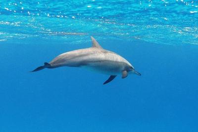 Avistamiento de ballenas y delfines en la Costa Azul