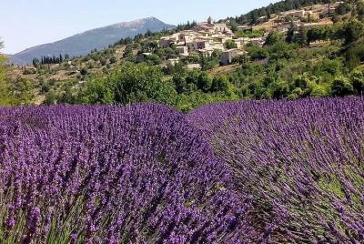 Lavanda en Sault viaje de medio día en grupos pequeños Lavanda en Sault viaje de medio día en grupos pequeños